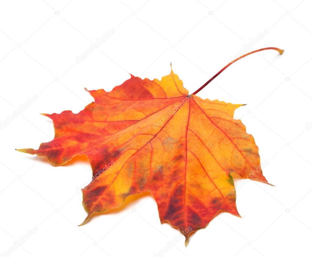 Red autumn maple-leaf