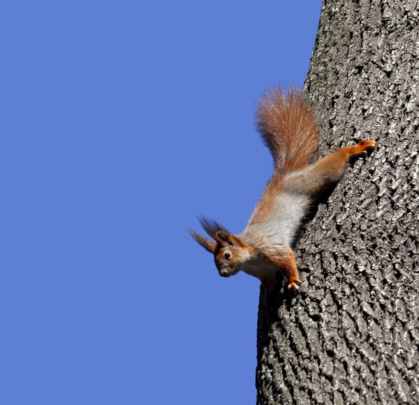 Red squirrels on tree. Isolated on blue background.