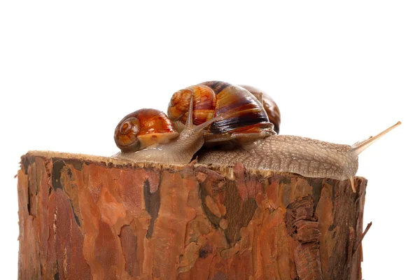 Rodzina ślimaków na pniaku sosny — Zdjęcie stockowe