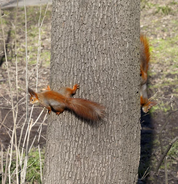 Twee rode eekhoorns op boomstam — Stockfoto