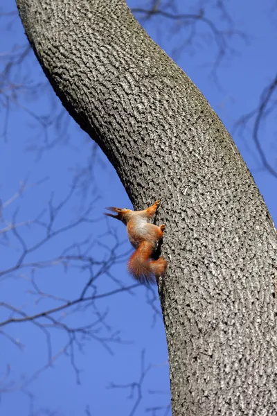 Rode eekhoorns op boom in bos — Stockfoto