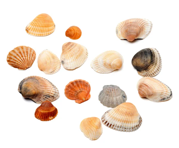 Seashells isolated on white — Stock Photo, Image