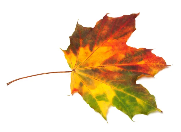Çok renkli sonbahar akçaağaç yaprağı — Stok fotoğraf