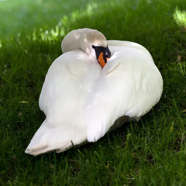 Mute swan on green grass — Stock Photo, Image