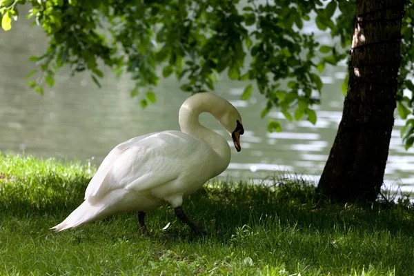 Mute swan on ağacının altında çim — Stok fotoğraf