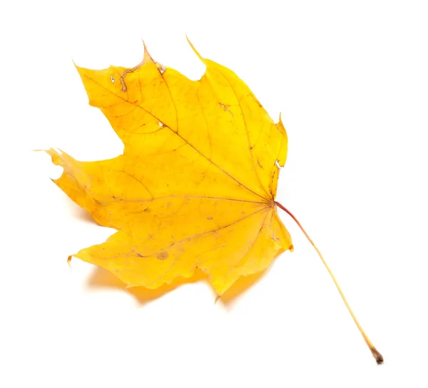 Herfst vergeelde esdoornblad — Stockfoto