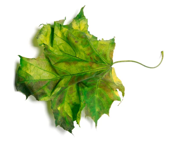 Beyaz zemin üzerine sararmış akçaağaç yaprağı — Stok fotoğraf