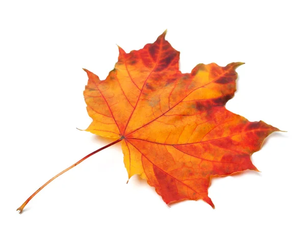 Oranžové podzimní javorový list — Stock fotografie