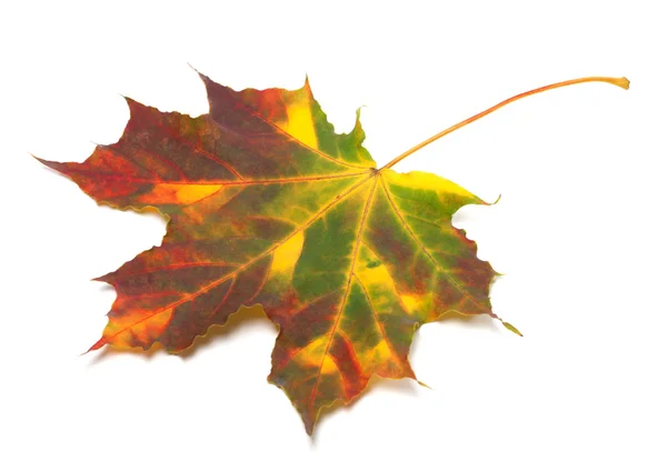 Multicolor jesienny liść klonu — Zdjęcie stockowe