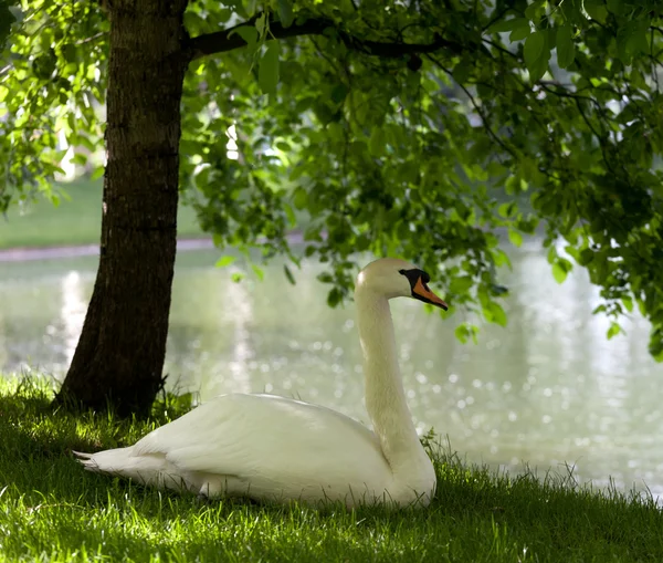 Knobbelzwaan op gras — Stockfoto