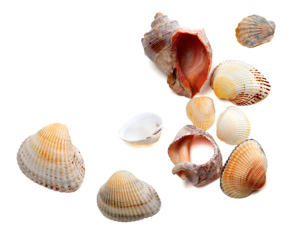 Seashells isolated on white background — Stock Photo, Image