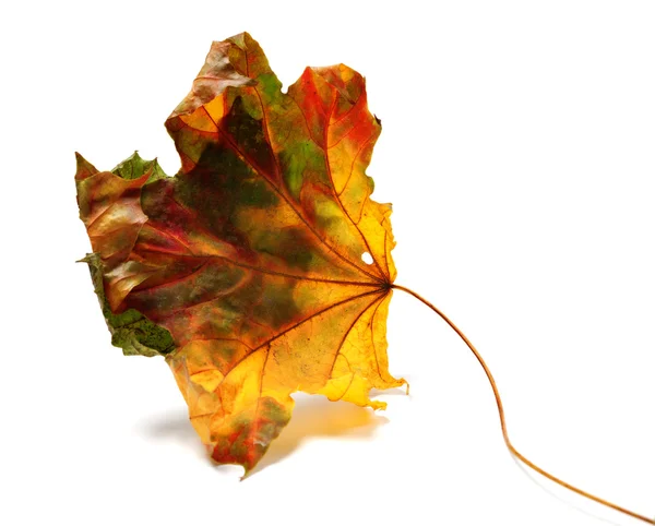 Kuru sonbahar akçaağaç yaprağı — Stok fotoğraf