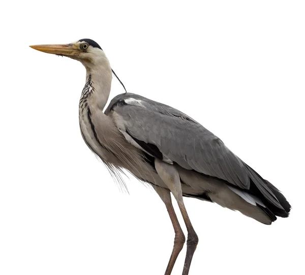 Grey heron (Ardea cinerea) — Stock Photo, Image