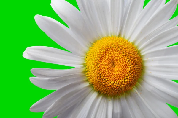 Biały rumianek na zielonym tle — Zdjęcie stockowe