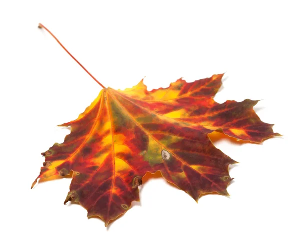 Podzimní zažloutlé javorový list — Stock fotografie