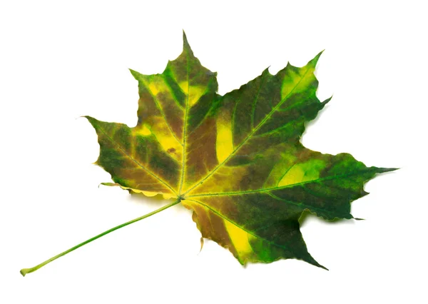 Multicolorl liść klonu — Zdjęcie stockowe