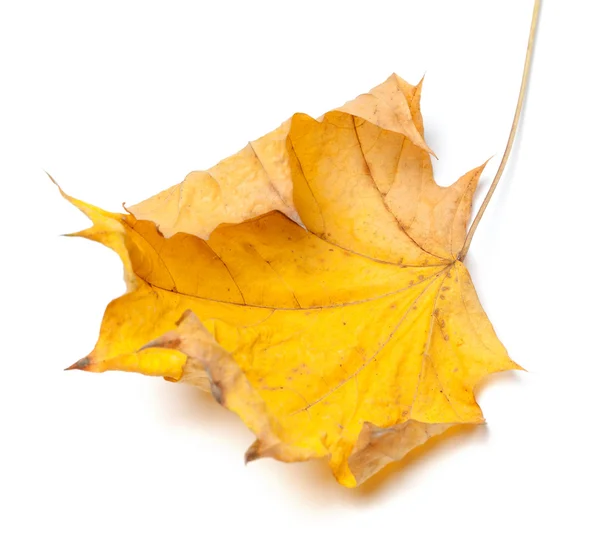 Autumn yellow maple leaf — Stock Photo, Image