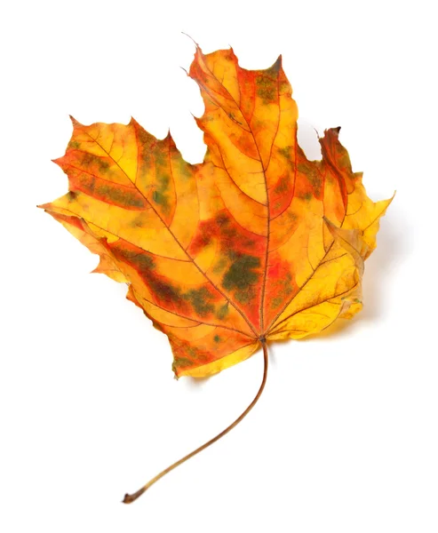 Maple-folha de outono amarelado — Fotografia de Stock