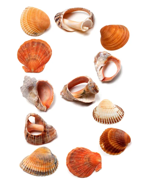 Letter B composed of seashells — Stock Photo, Image