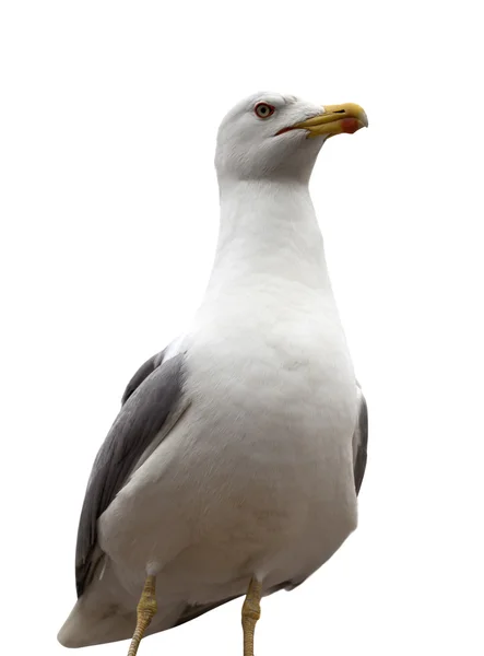 Mouette isolée sur fond blanc — Photo