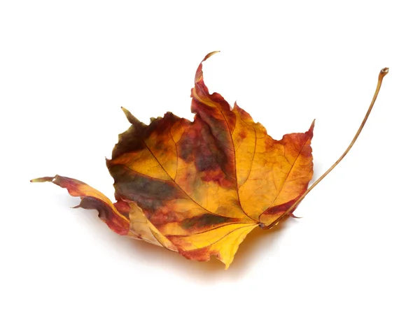 Foglia d'acero autunno multicolor — Foto Stock