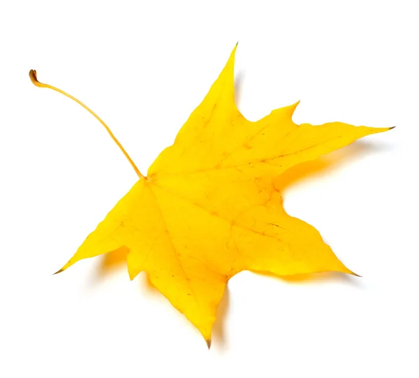 Herfst geel blad — Stockfoto