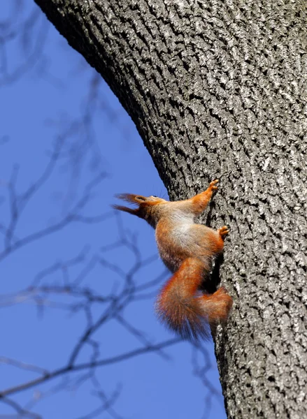 Röda ekorrar på träd i skogen — Stockfoto