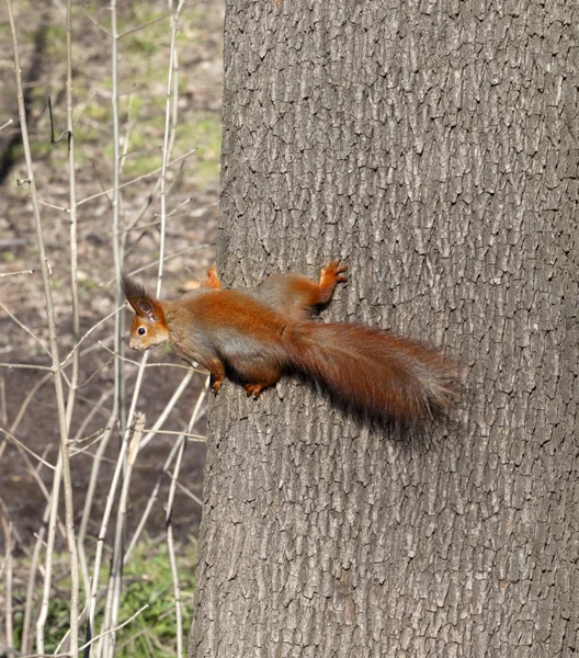 Rotes Eichhörnchen auf Baumstamm — Stockfoto