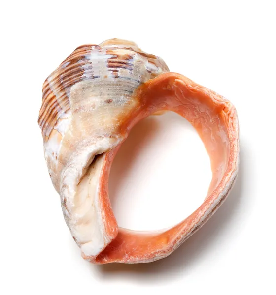 Broken rapana shell isolated on white background — Stock Photo, Image