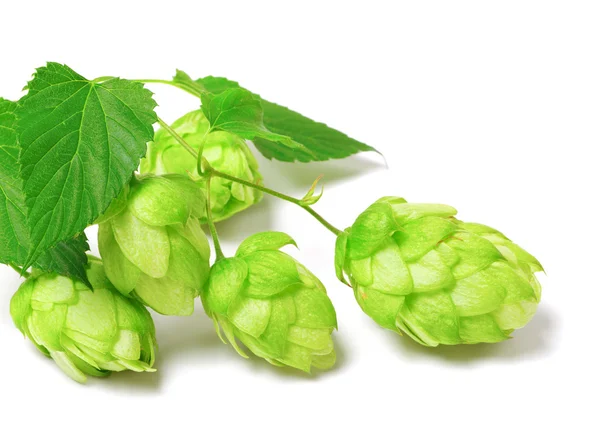 Blossoming hop on white background — Stock Photo, Image