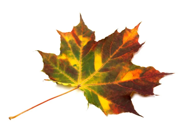 Multicolor autumnal maple leaf — Stock Photo, Image