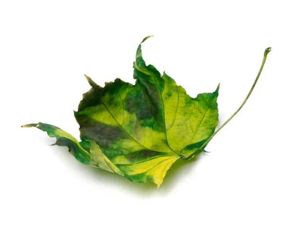 Sararmış akçaağaç yaprağı — Stok fotoğraf