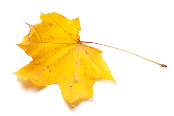 Herfst geel esdoornblad — Stockfoto