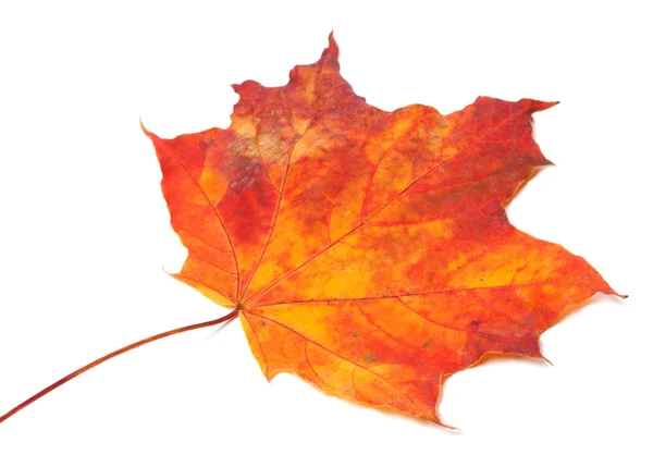 Vermelho Outono-folha de bordo. foco seletivo. — Fotografia de Stock