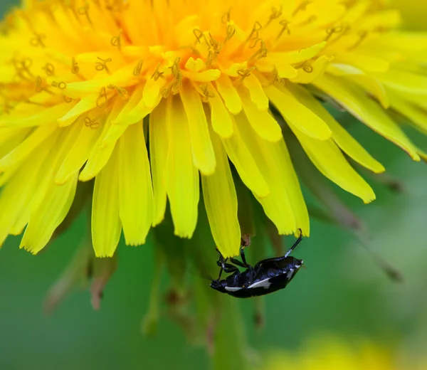 Beetle on flower of dandelion — Stock Photo, Image