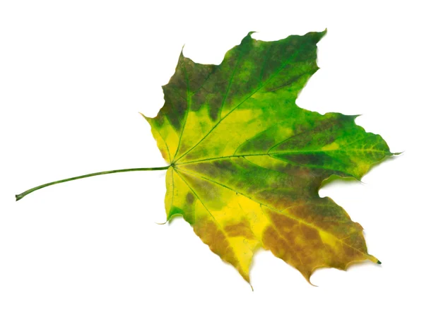 Çok renkli akçaağaç yaprağı — Stok fotoğraf