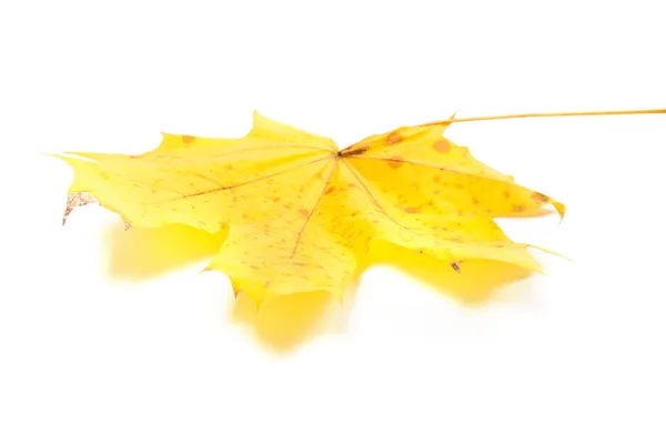 Žlutý javorový list na bílém pozadí — Stock fotografie