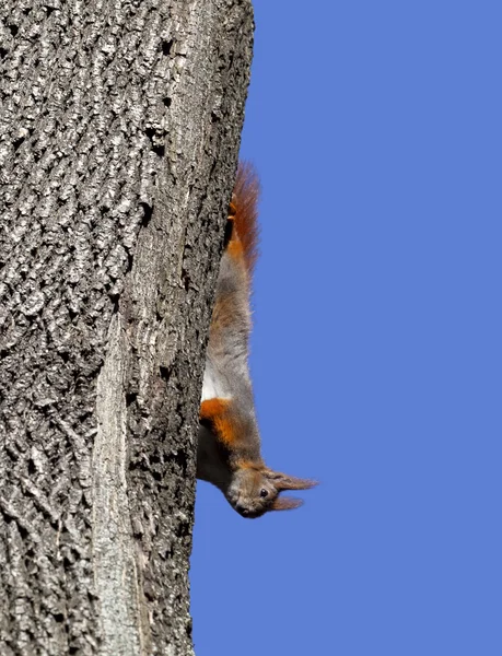 Ağaç üzerinde Kızıl sincap oyunu — Stok fotoğraf