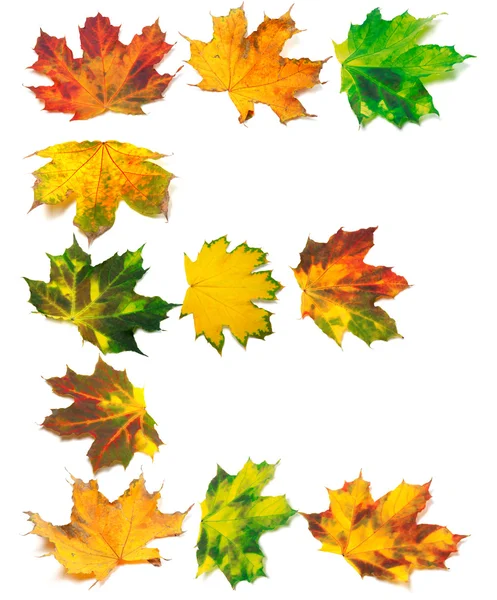 Buchstabe e bestehend aus Herbst Maple Leafs — Stockfoto