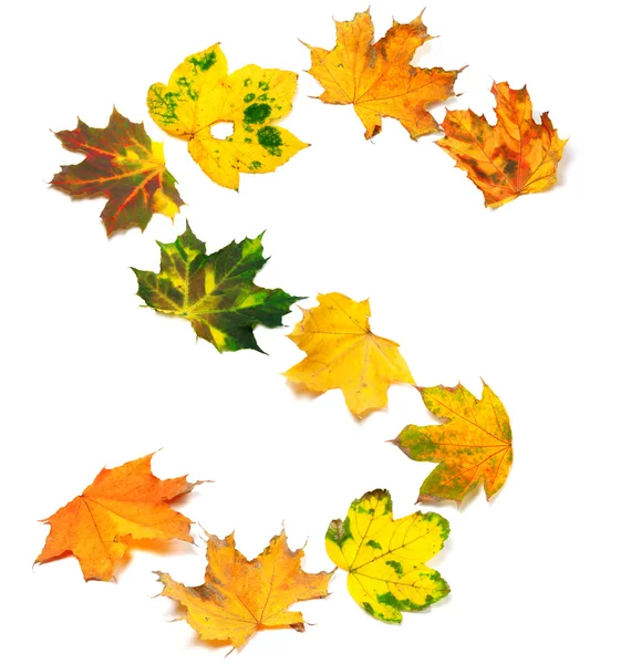 Letter S composed of autumn maple leafs — Stock Photo, Image