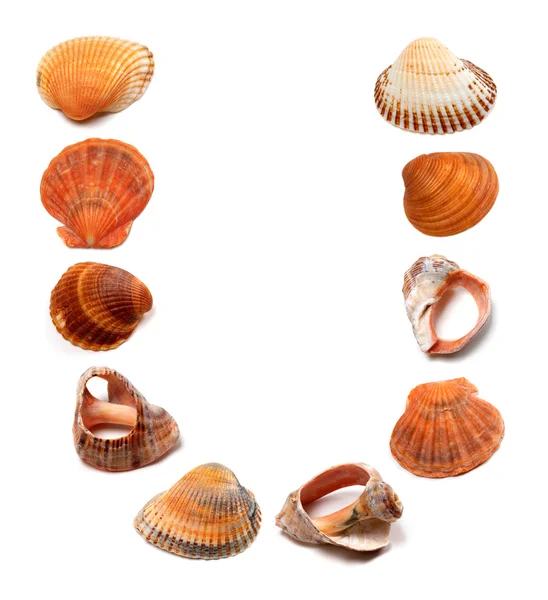 Letter U composed of seashells — Stock Photo, Image
