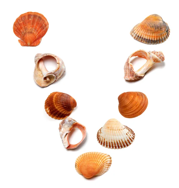 Letter V composed of seashells — Stock Photo, Image