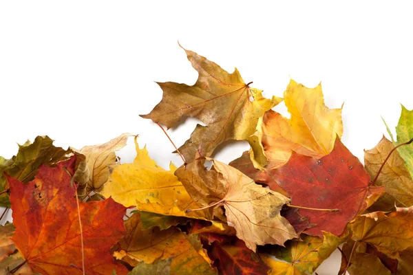 Осенний фон кленовый лист — стоковое фото