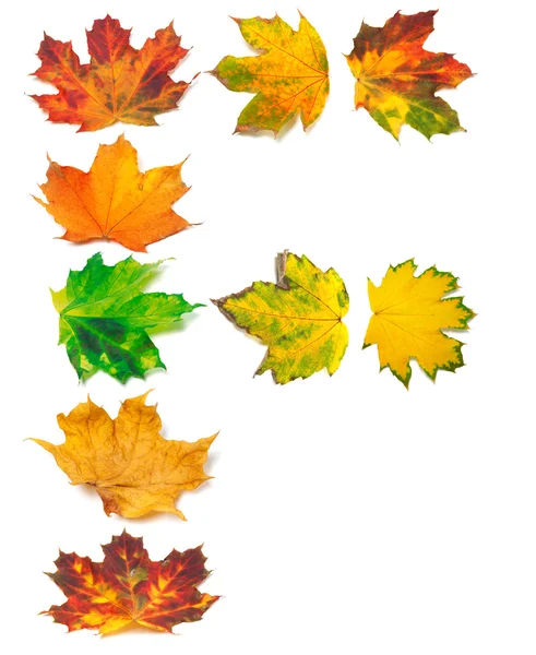Letter F composed of autumn maple leafs — Stock Photo, Image