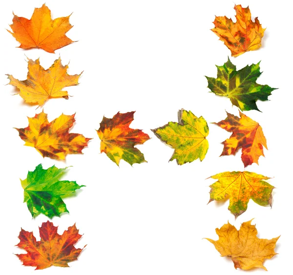 字母 h 组成的秋枫树叶子 — 图库照片