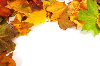 Autumn maple-leafs clipart