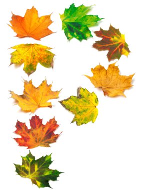 p harfi maple leafs sonbaharında oluşur