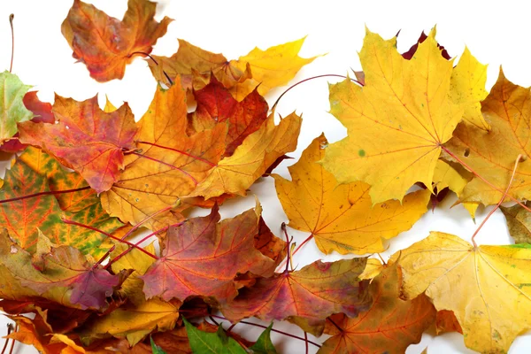 Herfst droge leafs maple — Stockfoto