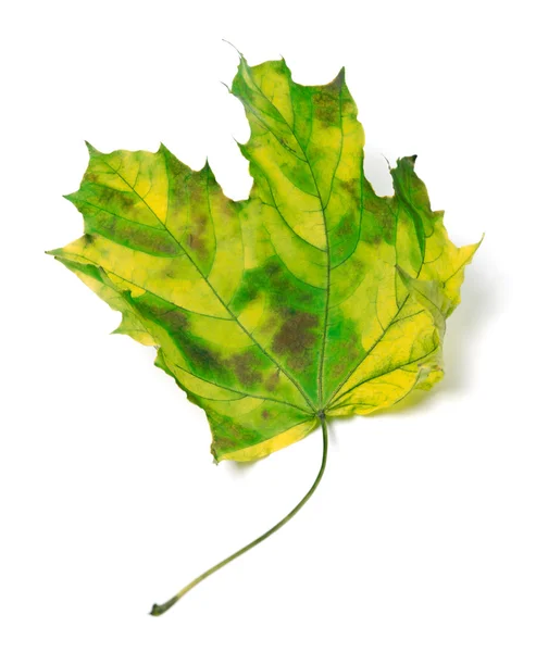Pożółkły liść klonu — Zdjęcie stockowe