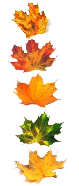 Letter I composed of autumn maple leafs — Stock Photo, Image